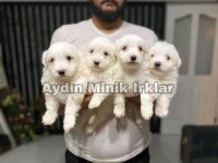 SAFKAN MALTESE YAVRULAR