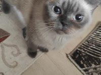 British Shorthair Yavrular