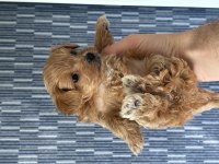 Mükemmel Kalite Bebek Surat Maltipoo Yavrularımız