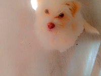 3 aylık safkan maltese terrier