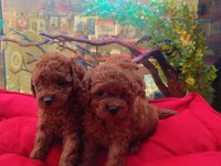 %100 ORJİNAL KORE RED BROWN YAVRU KÖPEKLER