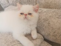 Exotic shorthair 2 aylık dişi