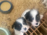 Sahiplendirilmeye hazır 40 günlük 2 erkek 1 dişi shih tzu