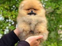 Yavru Köpeğimiz Pomeranian Boo