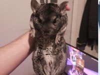 Chinchilla erkek