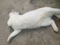 british shorthair 1 yaşında