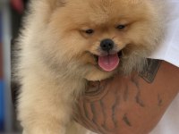 ÜST DÜZEY SHOW KALİTE POMERANİAN BOO