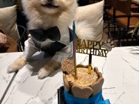 Pomeranian