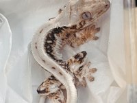 CRESTED GECKOLAR