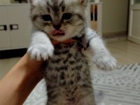 British shorthair bebişlerimizi sahiplendiriyoruz