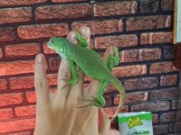 Yavru Yeşil İguana