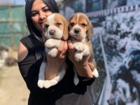 Elizabet dişi beagle yavrularım