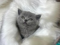 Güzel british shorthair yavrular yeni yuvalarını arıyor
