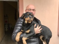 Günü gelen aşıları yapılmış erkek gibi dişi rottweiler
