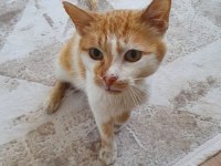 Kediye yuva aranıyor