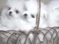Pomeranian Boo Yavrular