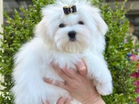 Kore Maltese