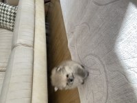 Yavru 1 aylık pomeranian