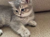 2 aylık british shorthair yavruları
