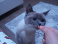 1 yaşında british shorthair kedimiz