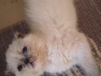 Scottish Fold Kızımız Yeni Yuvasını Bekliyor