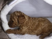 F2 ORJİNAL MALTİPOO 3 KIZ KARDEŞ
