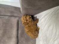 MINI BOY MALTİPOO OĞLUMUZ
