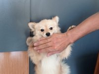 Pomeranian Boo Acil