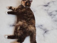 1 yaşında kedimiz ücretsiz sahiplendiriyorum