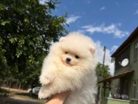 Orjinal Pomeranian Boo