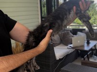 WCF Üyesi Grand Design Catteryden Black Smoke Maine Coon