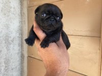 A kalite yavrular pug