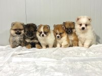 Orjinal sağlıklı pomeranian