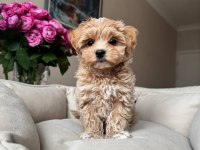 Kıvırcık Kıvırcık Maltipoo Bebekler