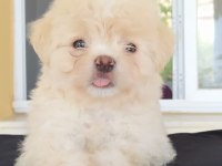 Pekines yavrularımız