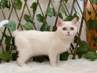 Golden NY1233 Dişi British Shorthair