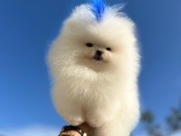 BEBEK YÜZLÜ KORE POODLE YAVRUMUZ