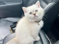 Safkan dişi british shorthair yavrumuz