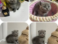 British shorthair yavrularımız