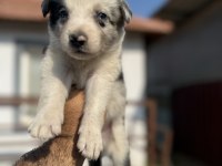 BLUE MERLE VE SİYAH BEYAZ SAFKAN BORDER COLLİE YAVRULAR