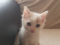 Sevimli oyuncu kedimiz Kırpık ve kardeşleri