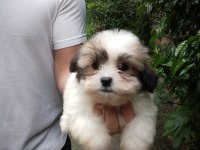 Sevimli morkie yavrular