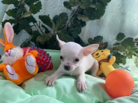 Chihuahua yavrularımız