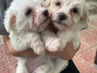 Yavru terrier köpeklerim
