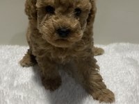 Red renk tarçın renk dişi erkek poodle yavrular