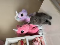 Scottish Fold Yavrular