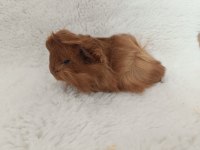 Guinea Pig Bebekler