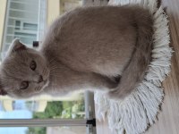 2 aylık yavru scottish fold