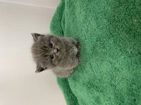 Munchkin cüce