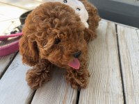 Minyatür toy Poodle yavru
